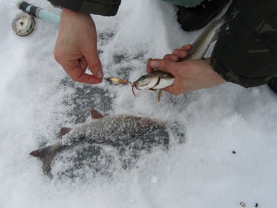 Отчет о зимней рыбалке на хариуса.