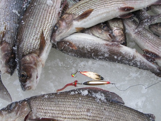Отчет о зимней рыбалке на хариуса.
