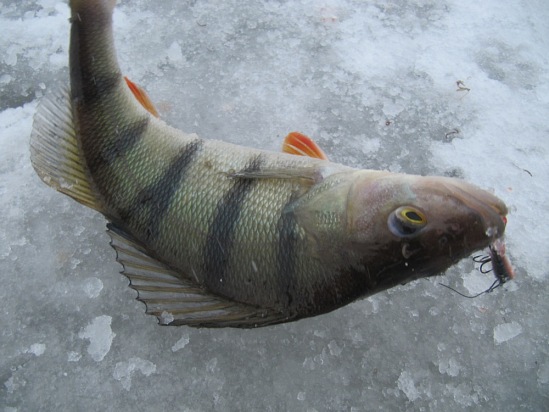 Балансир для зимней рыбалки Минога