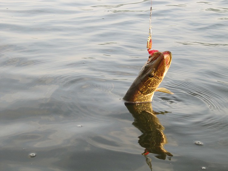 Обзор рыболовных приманок на окуня и щуку