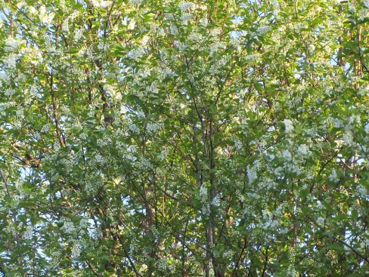 Воблер Щука творит чудеса. Статья о рыбалке.