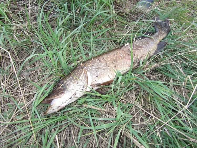 Воблер Щука творит чудеса. Статья о рыбалке.