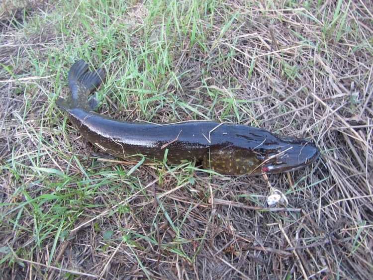 Воблер Щука творит чудеса. Статья о рыбалке.