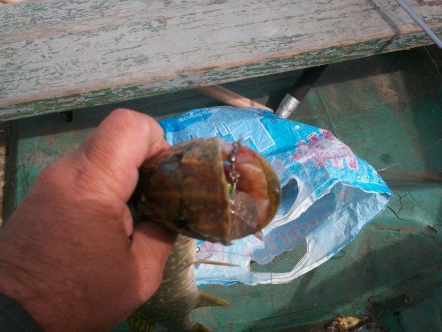 Отчёт о летней рыбалке на реке Волхов. Воблер на щуку Shaman.