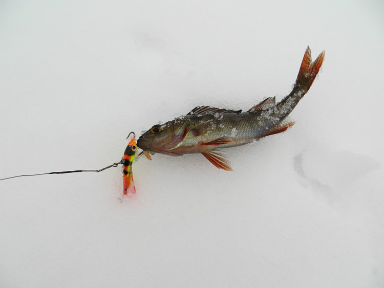 Зимняя рыбалка на балансир AQUA HOPPER