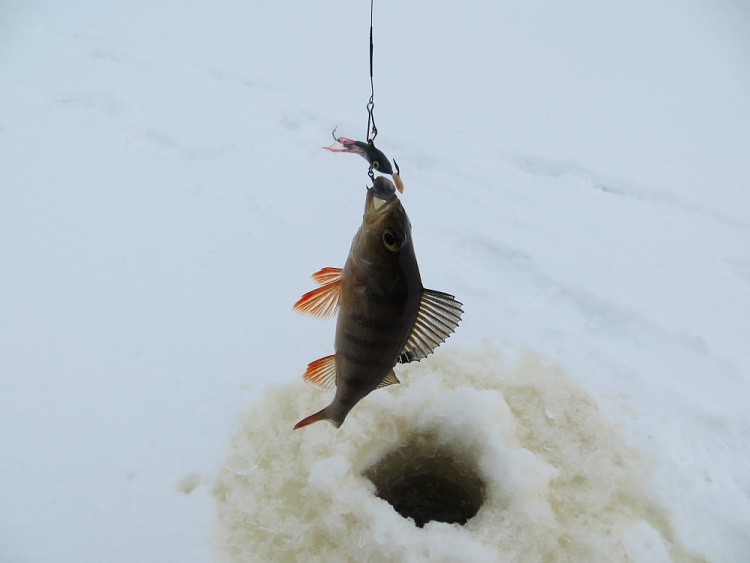 Зимняя рыбалка на балансир AQUA HOPPER