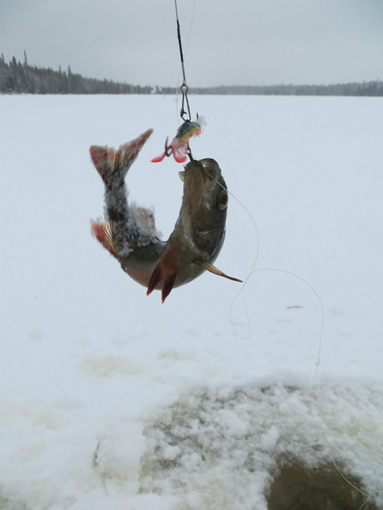 Зимняя рыбалка на балансиры AQUA ЧУДО и AQUA RUNNER NEW