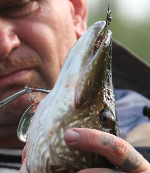 Рыбалка на реках Приполярного Урала с блеснами AQUA