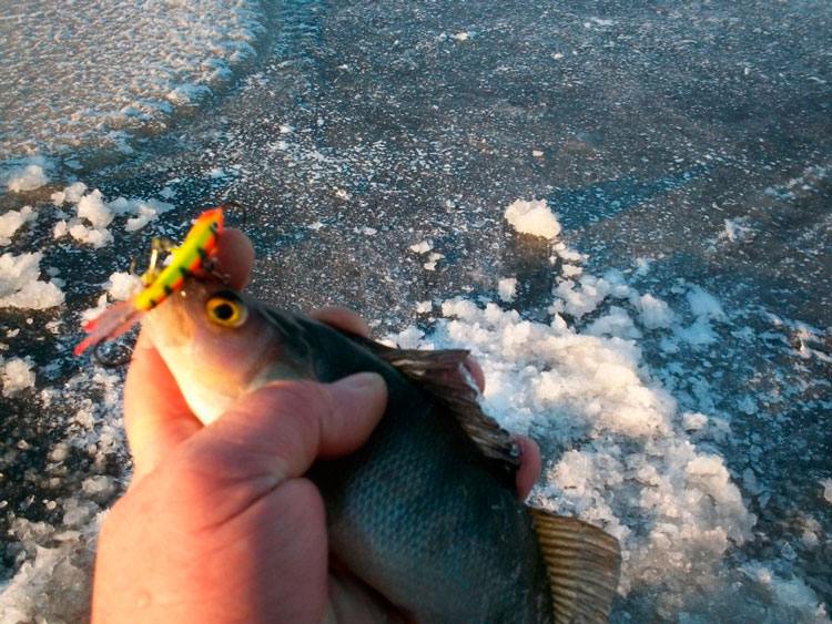 Зимняя рыбалка на Ладоге с балансирами AQUA