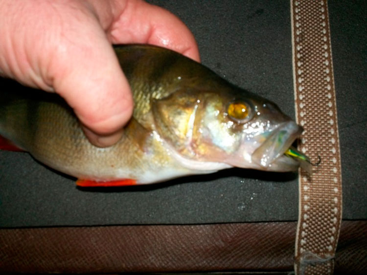 Фотоотчет о последней в уходящем году зимней рыбалке на Ладоге