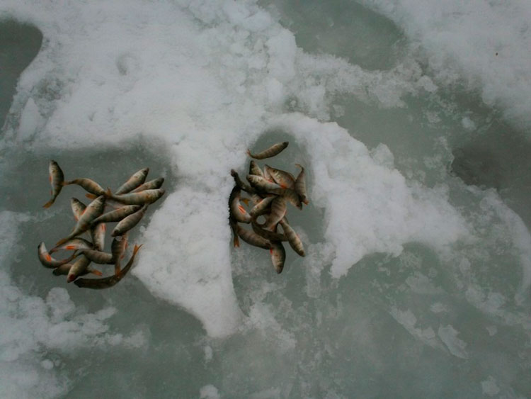 Отчет о зимней рыбалке. Ловля на новые балансиры фирмы Aqua.