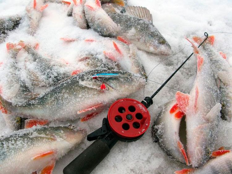 Зимняя рыбалка на окуня с балансиром