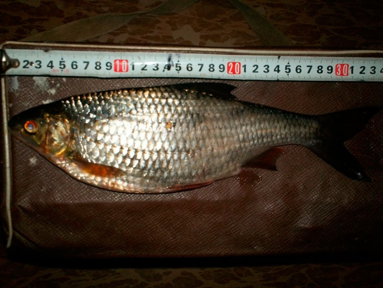 Рыбалка на Ладоге близ Дубно на плотву и налима со снастями Aqua