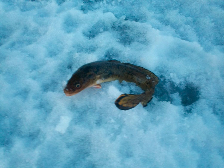 Рыбалка на Ладоге близ Дубно на плотву и налима со снастями Aqua