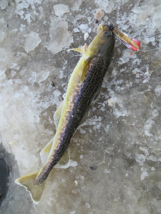Обзор о рыбалке. Ловля наваги и корюшки на зимнюю блесну.