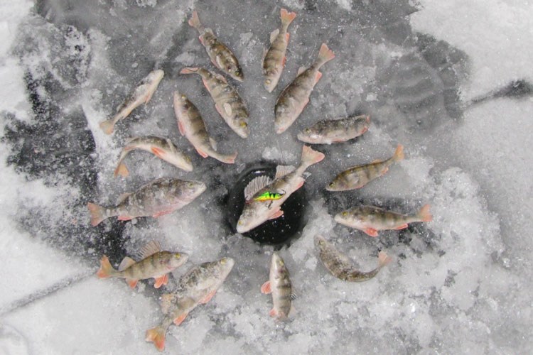 Небольшой фотоотчет о зимней рыбалке на Москве-реке с балансирами Aqua