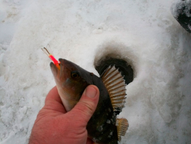Фотоотчет о зимней рыбалке на Ладоге с балансирами Aqua