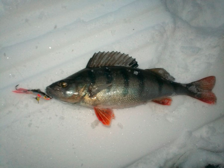 Статья о зимней рыбалке на Ладоге с балансирами Aqua