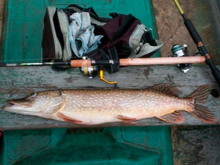 Фотоотчет о летней предосенней рыбалке на Волхове со снастями Aqua
