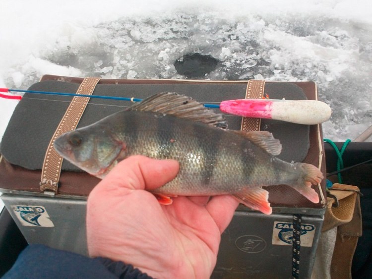 Статья о рыбалке на Ладоге с балансирами Aqua