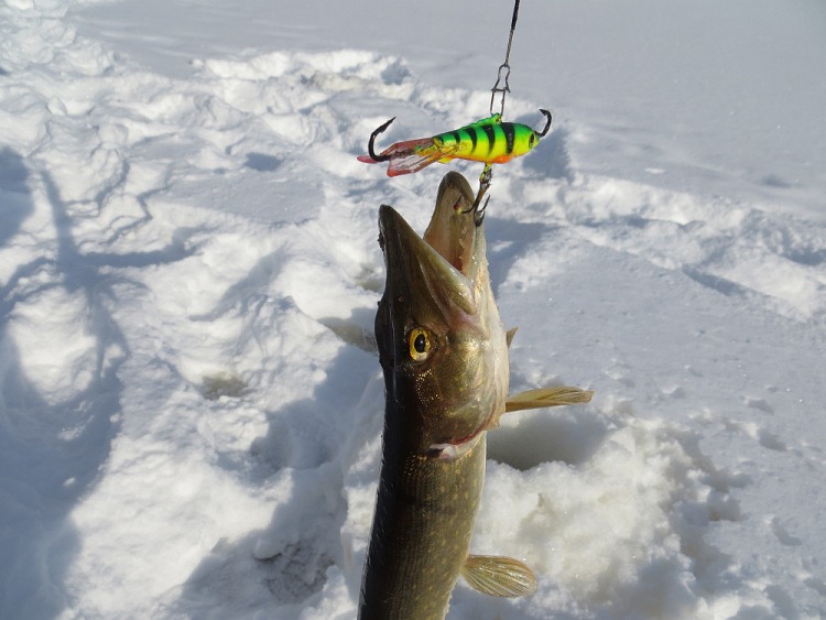 Фотоотчет о зимней рыбалке на щуку с балансиром Aqua Буба