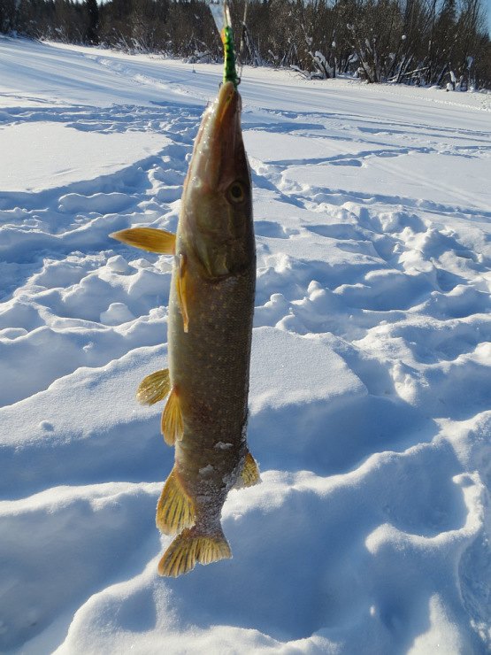 Фотоотчет о зимней рыбалке на щуку с балансиром Aqua Буба
