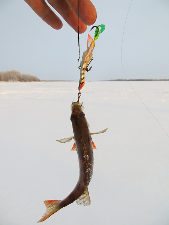 Фотоотчет о зимней рыбалке в Пинежье с балансирами Aqua