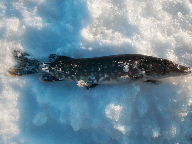 Статья о зимней рыбалка на щуку на Ладожском озере