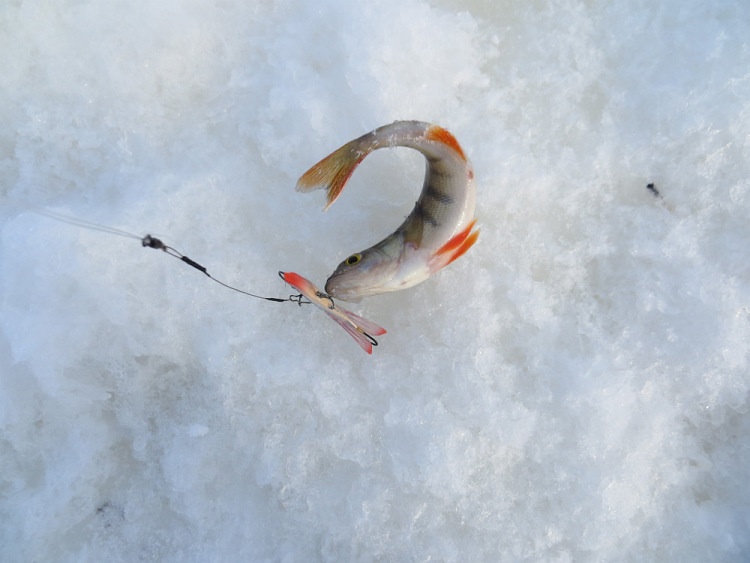 Отчет о зимней рыбалке с балансиром Runner