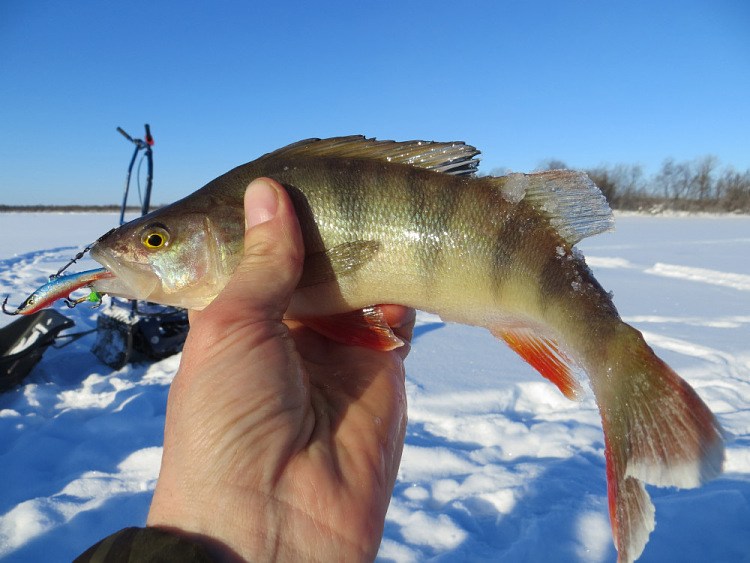Фотоотчет о весенне-зимней рыбалки на балансир Classic