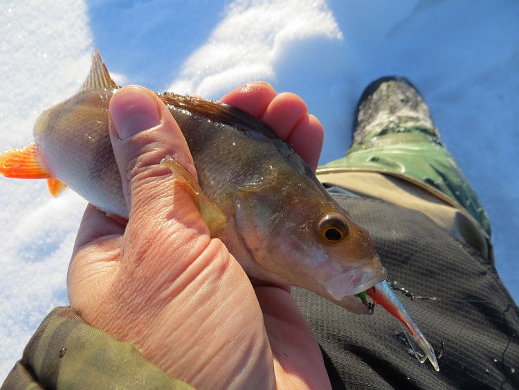 Фотоотчет о весенне-зимней рыбалке на балансир Classic
