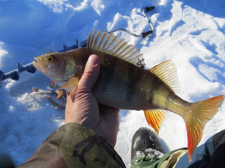Фотоотчет о весенне-зимней рыбалке  на балансир Classic