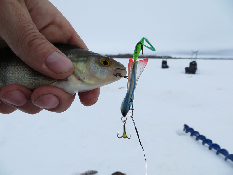 Фотоотчет о зимней рыбалке на Двине с балансирами AQUA