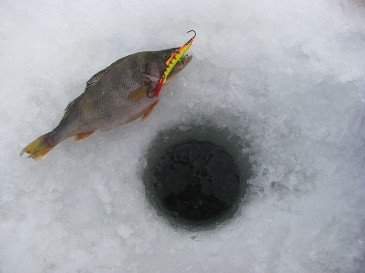 Фотоотчет о зимней рыбалке на окуня с балансирами AQUA в черте Москвы