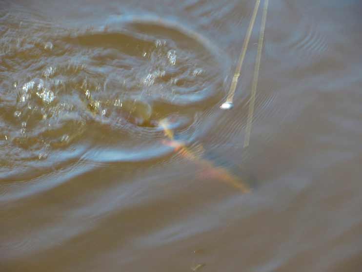 Фотоотчет о весенней рыбалке на отводной поводок со снастями АКВА
