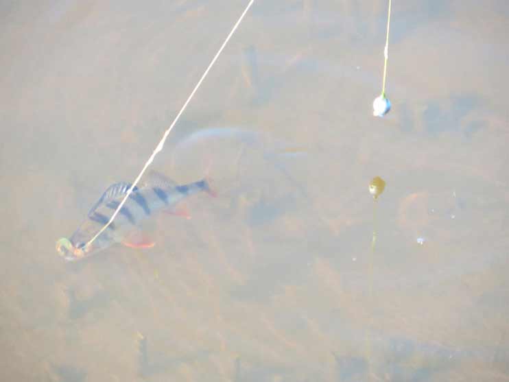 Фотоотчет о весенней рыбалке на отводной поводок со снастями АКВА