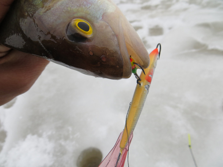 Фотоотчет о последней зимней рыбалке на Двине с балансирами Аква
