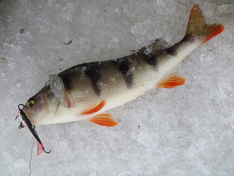 Фотоотчет о последней зимней рыбалке на Двине с балансирами Аква