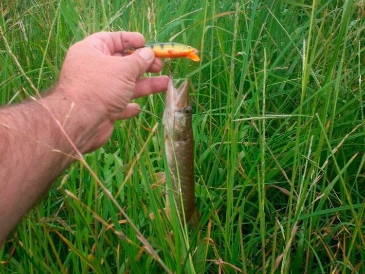 Фотоотчет о летней рыбалке на щуку с блеснами AQUA