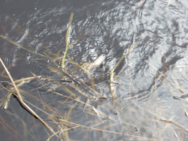 Фотоотчет о весенней рыбалке со спиннингом AQUA DEXTER 0.5-25g.