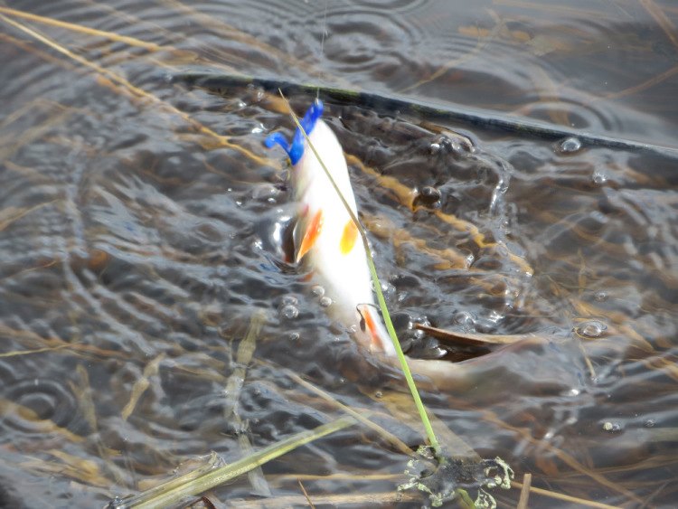 Фотоотчет о весенней рыбалке со спиннингом AQUA DEXTER 0.5-25g.