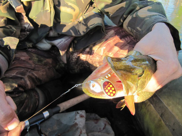 Фотоотчет о летней рыбалке на первую щуку с блеснами AQUA Фотоотчет о летней рыбалке на первую щуку с блеснами AQUA