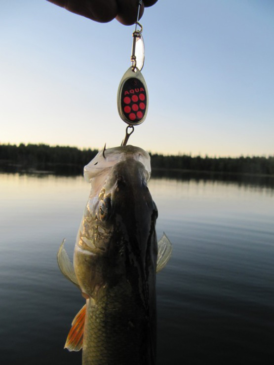 Фотоотчет о летней рыбалке на первую щуку с блеснами AQUA Фотоотчет о летней рыбалке на первую щуку с блеснами AQUA