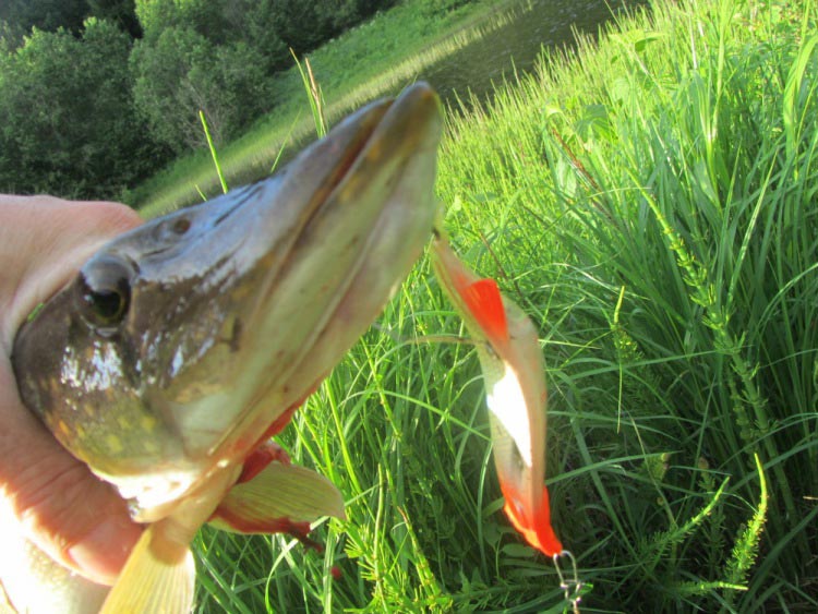 Фотоотчет о летней рыбалке на первую щуку с блеснами AQUA