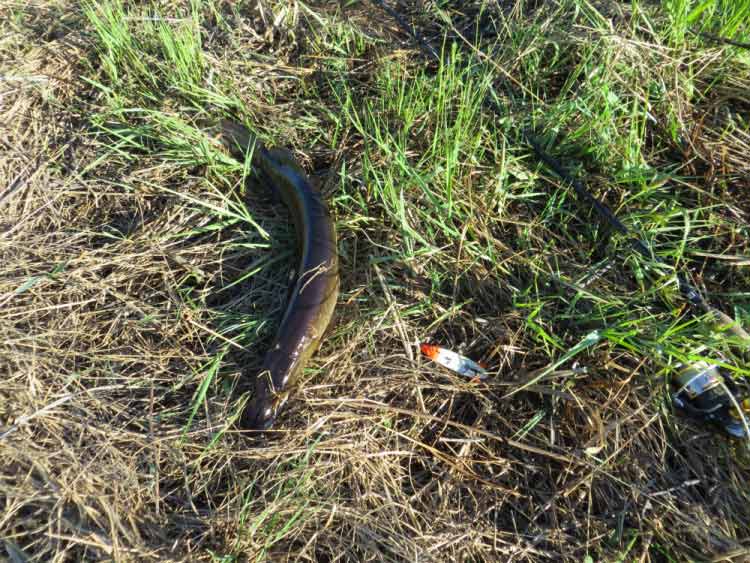 Фотоотчет о летней рыбалке на первую щуку с блеснами AQUA Фотоотчет о летней рыбалке на первую щуку с блеснами AQUA