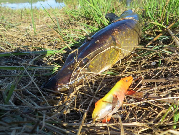 Фотоотчет о летней рыбалке на первую щуку с блеснами AQUA Фотоотчет о летней рыбалке на первую щуку с блеснами AQUA