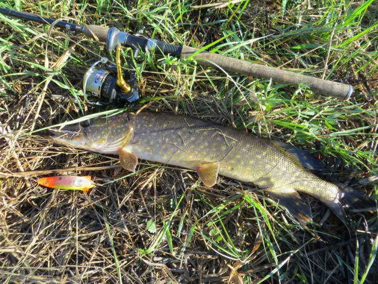 Фотоотчет о летней рыбалке на первую щуку с блеснами AQUA Фотоотчет о летней рыбалке на первую щуку с блеснами AQUA