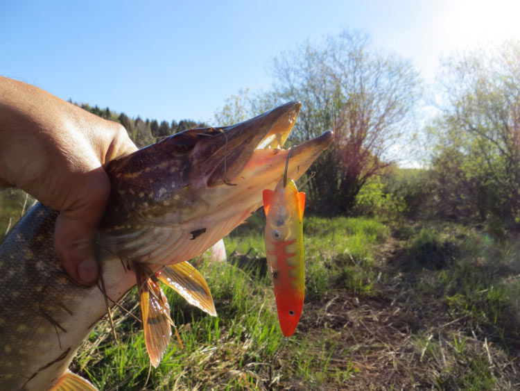 Фотоотчет о летней рыбалке на первую щуку с блеснами AQUA