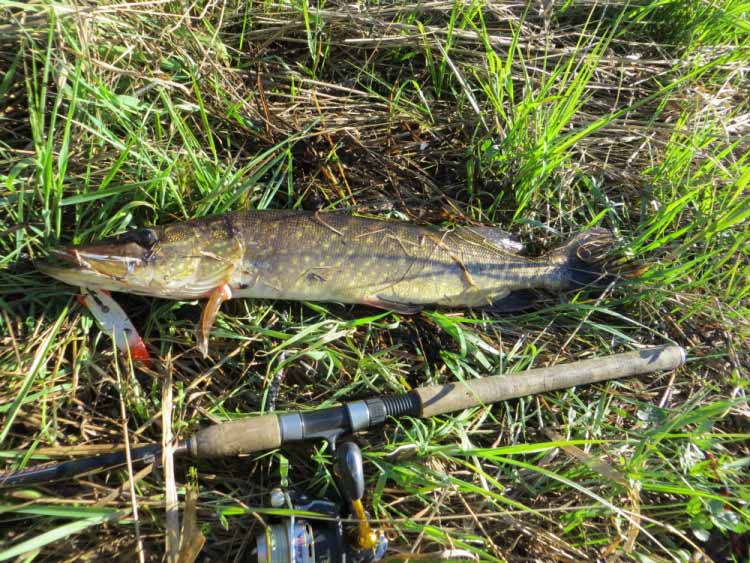 Фотоотчет о летней рыбалке на первую щуку с блеснами AQUA Фотоотчет о летней рыбалке на первую щуку с блеснами AQUA