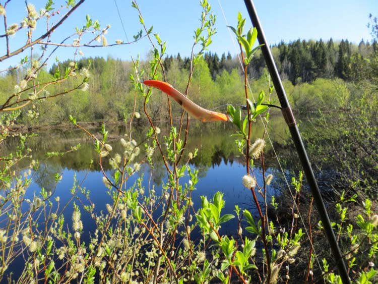 Фотоотчет о летней рыбалке на первую щуку с блеснами AQUA Фотоотчет о летней рыбалке на первую щуку с блеснами AQUA